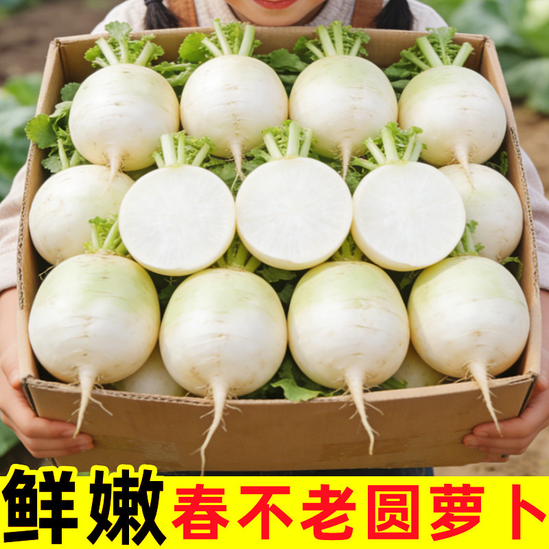 四川春不老圆根萝卜新鲜
