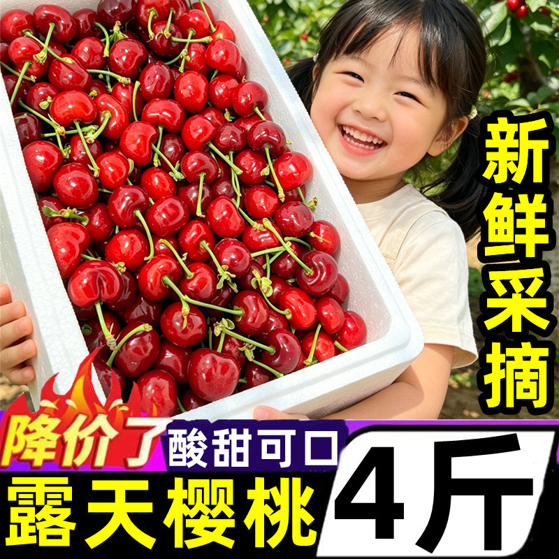 山东露天美早大樱桃新鲜