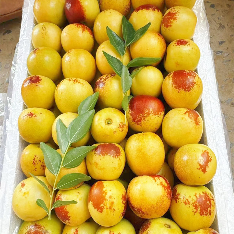 山东冬枣