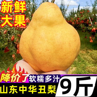 正宗山东中华丑梨新鲜5斤当季水果丑八怪梨子梨胜太婆梨整箱