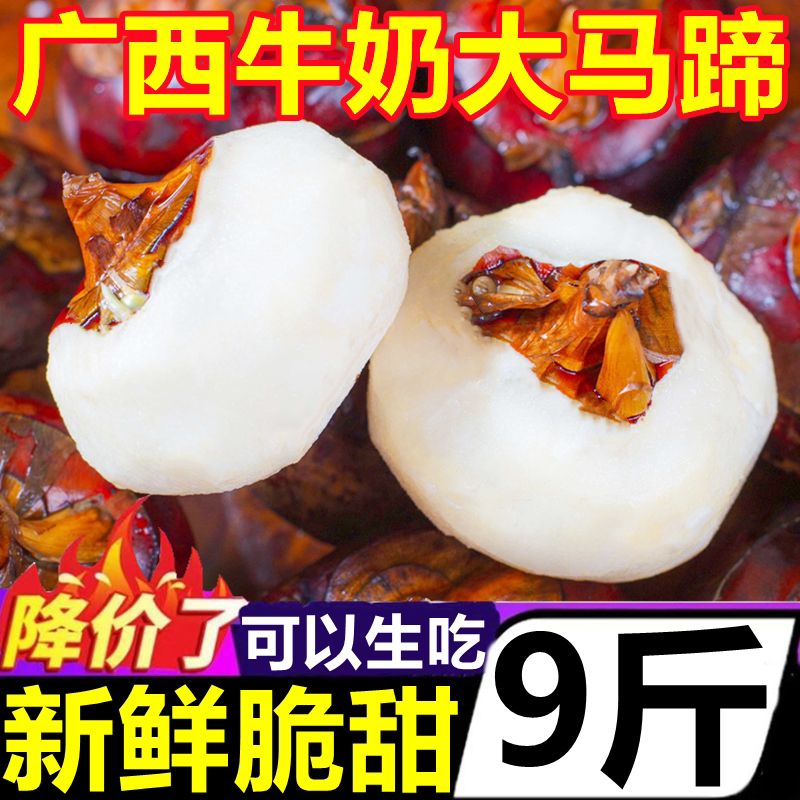 广西牛奶大马蹄荸荠脆甜