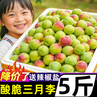 正宗云南三月李新鲜大果5斤当季水果三华珍珠李酸脆青脆孕妇整箱