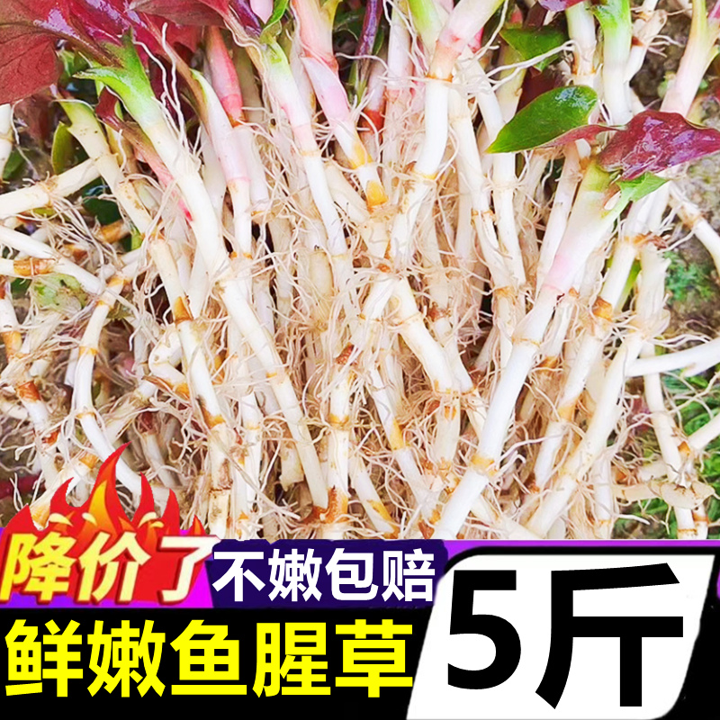 贵州新鲜鱼腥草折耳根5斤应季蔬菜嫩叶根农家现挖节耳根凉拌菜