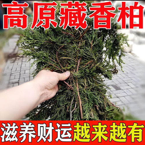 正宗西藏高原特级藏香柏天然植物香薰室内海拔4000家用植物香薰