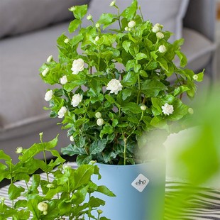 重瓣栀子花虎头茉莉笔尖茉莉盆栽阳台花卉植物窗台常绿开花有香味