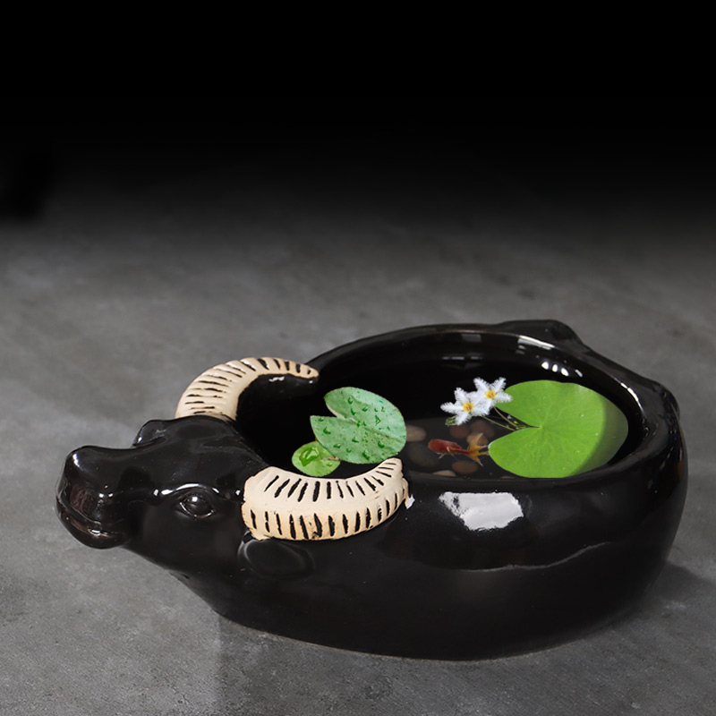 水仙花花盆陶瓷铜钱草水培睡莲一叶莲碗莲金钱草水养盆缸无孔