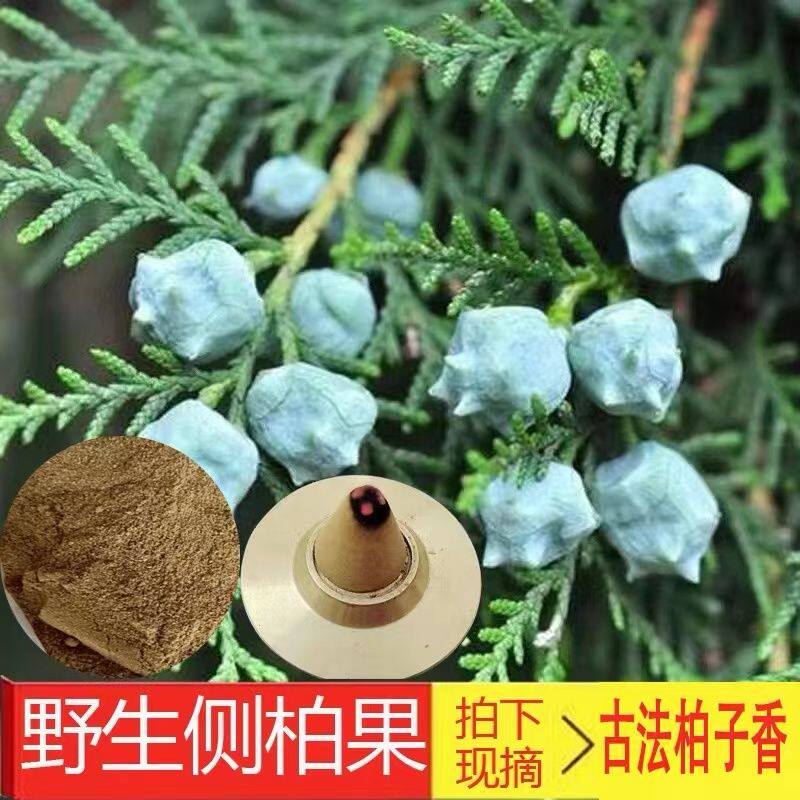秘制柏子香侧柏果香粉柏