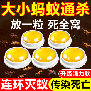 蚂蚁药家用全窝室内非无毒端一锅专用杀小黑黄红白蚁灭蚁饵剂杀虫