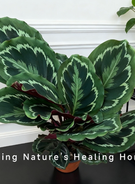 彩虹竹芋青苹果竹芋耐阴好养室内盆栽四季常青观叶植物好养活绿植