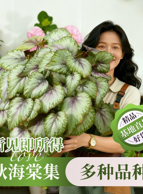 秋海棠盆栽彩叶观叶室内阳台好养网红搭竹节爆款易活家居装饰绿植