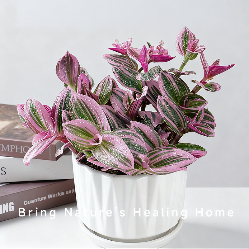 油画婚礼吊兰好养植物客厅花卉