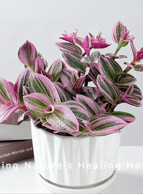 油画婚礼吊兰大棵多肉花卉客厅阳台绿植桌面盆栽水培油好养植物