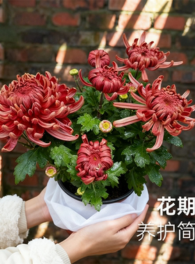 金丝龙爪菊盆栽耐热耐晒宿根植花卉带花苞室内阳台花园植物洋菊