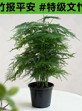 特级大盆文竹盆栽室内桌面耐寒绿植四季常青盆景净化客厅好养花卉