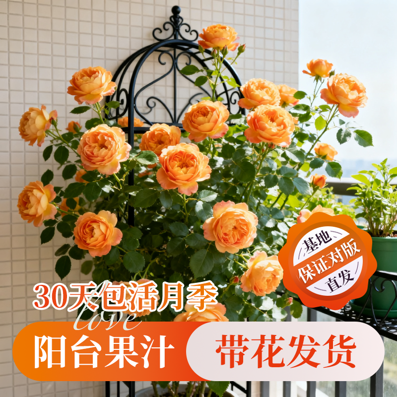 果汁阳台月季耐寒灌木大花盆栽