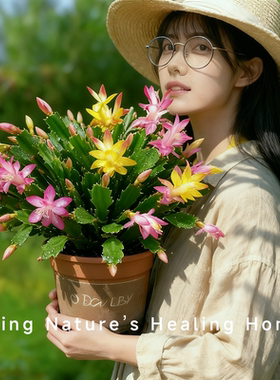 蟹爪兰盆栽高颜值带多色花苞网红绿植物好养桌面室内四季花卉植物