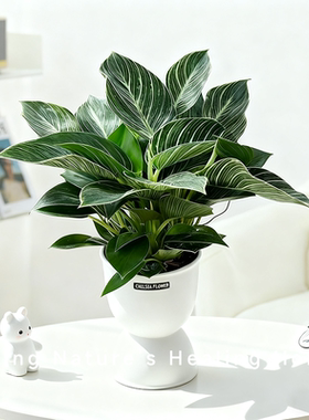 金钻盆栽植物铂金钻绿萝水培绿植净化空气办公室内懒人植物花卉