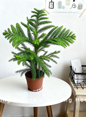 南洋杉松树苗室内圣诞树四季好养桌面绿植桌面盆栽耐寒网红植物