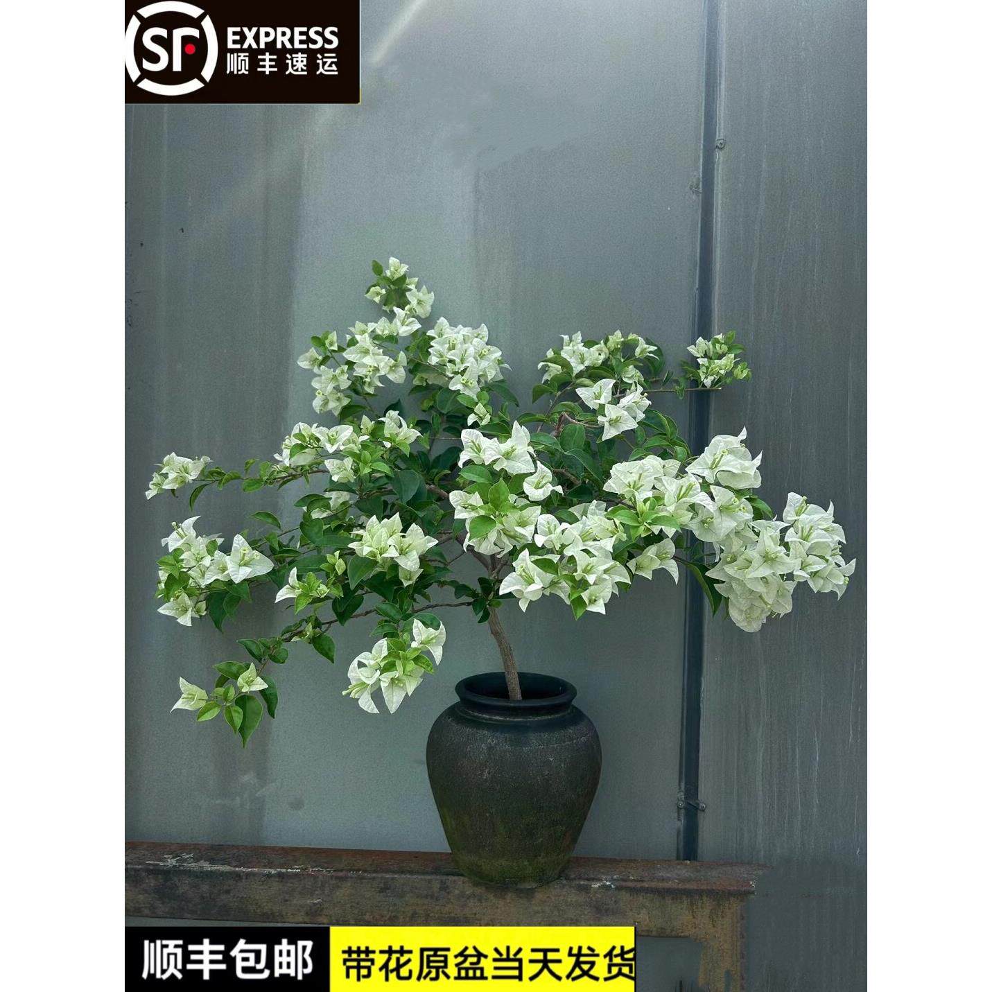 白雪公主三角梅牙买加白带花发货勤花小清新盆栽大苗老桩包活庭院