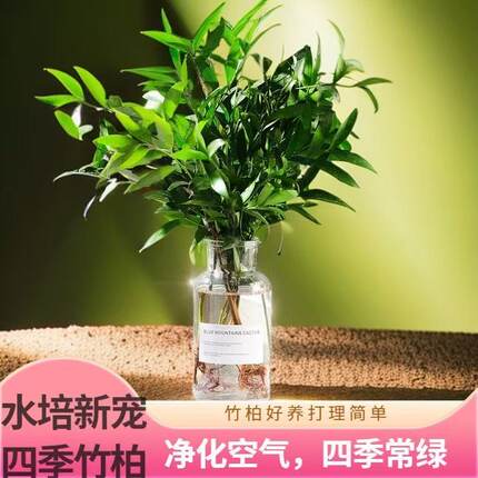 驱蚊竹柏水培植物盆栽绿萝花卉室内花鲜花好养的办公室绿植发财树