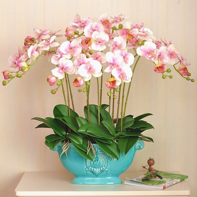 蝴蝶兰带剑苗四季种易活断阳台卉室内养活,文具电教/文化用品/商务用品,活页胶圈,淘宝优惠券,粉丝福利购,淘宝优惠卷