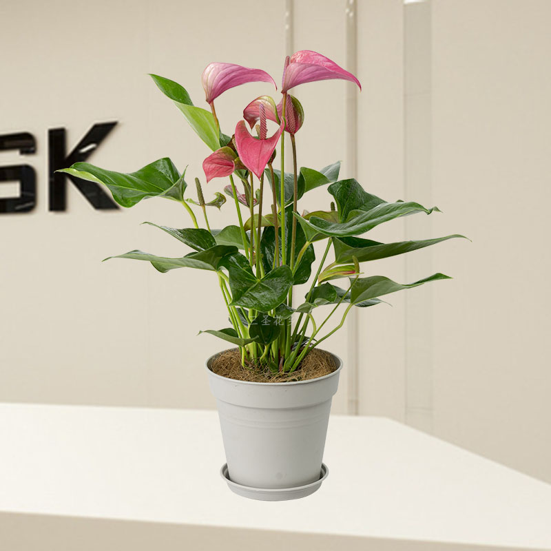 火鹤花粉掌室内观花绿植花卉盆栽办公桌茶几窗台植物鸿运当头办公