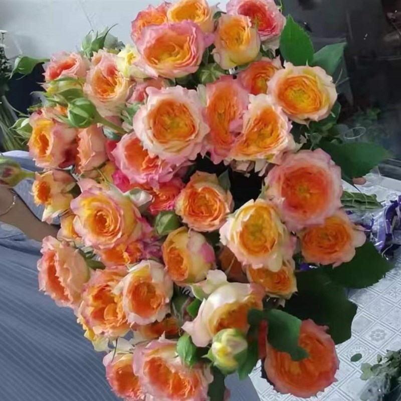 多头泡泡玫瑰云南鲜花基地水培花家庭插花顺丰冷链德邦空运