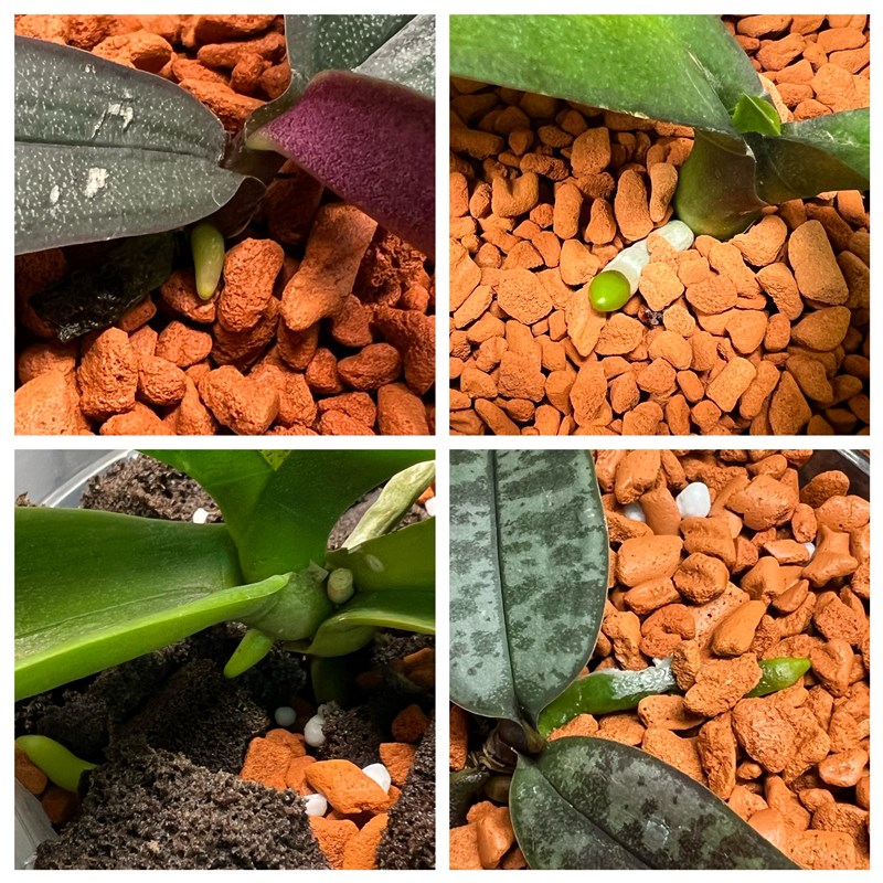 【德国小红石】通用土蝴蝶兰兰花多肉球根热植水培植物基质植料土