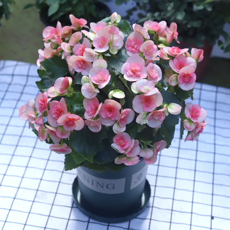 重瓣丽格海棠花盆栽室内阳台四季开花不断好养易活净化空气防辐射