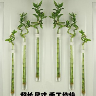 创意田园壁挂转运竹水培麻绳玻璃瓶工艺小插挂件家居墙面装饰
