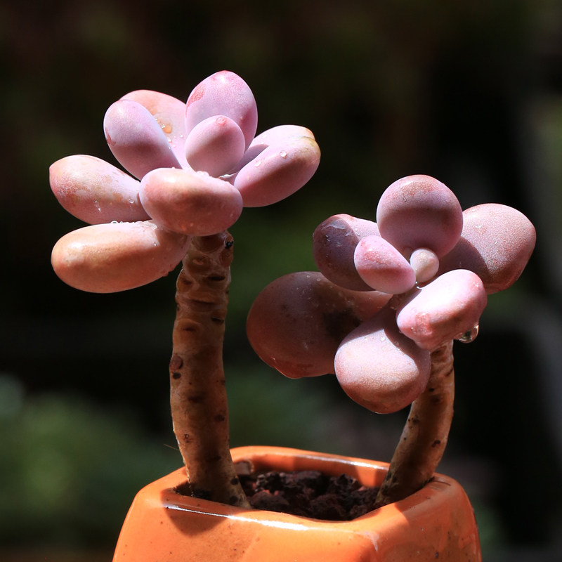 桃蛋 桃之卵多肉植物木质老桩2头起梦想花园净化空气肉肉绿植盆栽