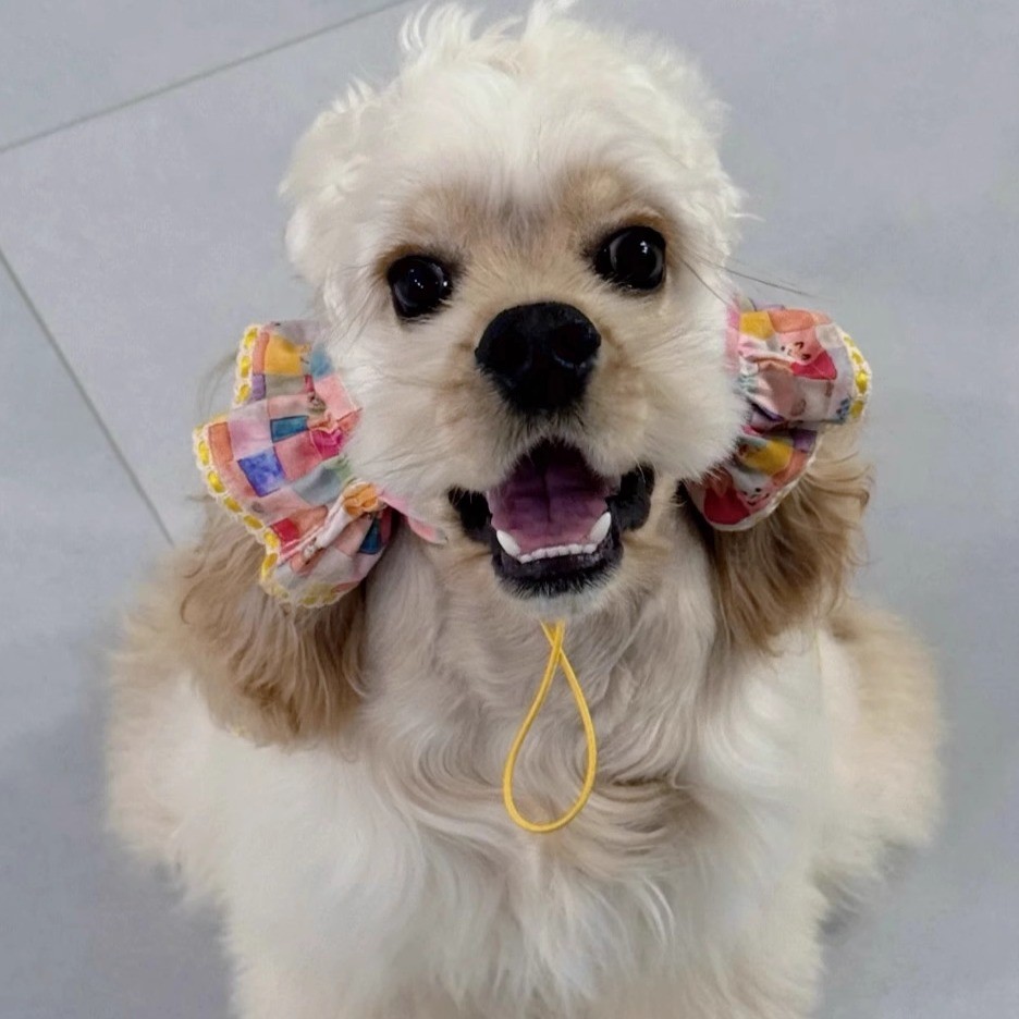 纯棉透气通风耳套狗狗美卡查理王史宾格耳花头花可爱拍照宠物头套