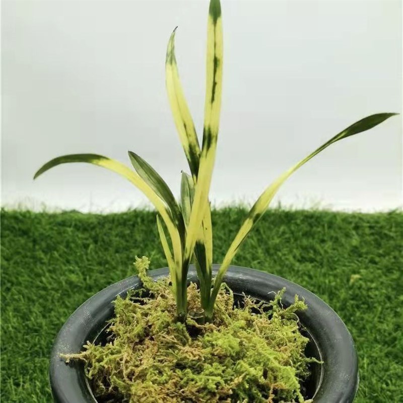 精品兰花苗虎斑艺草镇店之宝绿植 盆栽