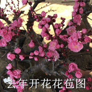 原生梅花盆栽红梅老桩盆景绿萼梅朱砂梅树桩带花芽发货一物一拍