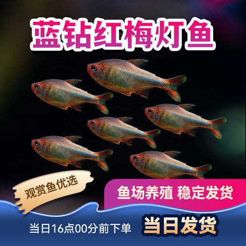 观赏鱼灯科鱼魔鬼灯帝王灯幻彩蓝魔鬼灯小型鱼活体蓝钻红梅灯鱼