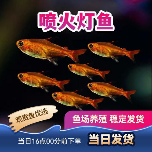 观赏鱼热带鱼喷火灯甜心柠檬灯小型鱼灯科活体群游红灯管进口鱼