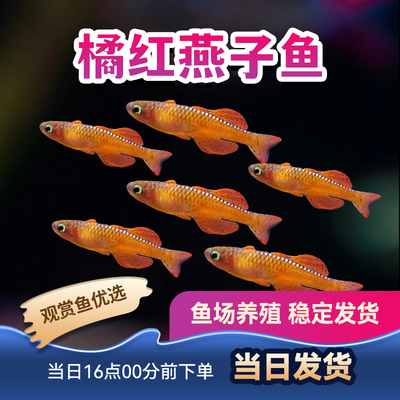 观赏鱼燕子鱼热带鱼橘红燕子珍珠燕子群游霓虹燕子小型鱼灯科活体