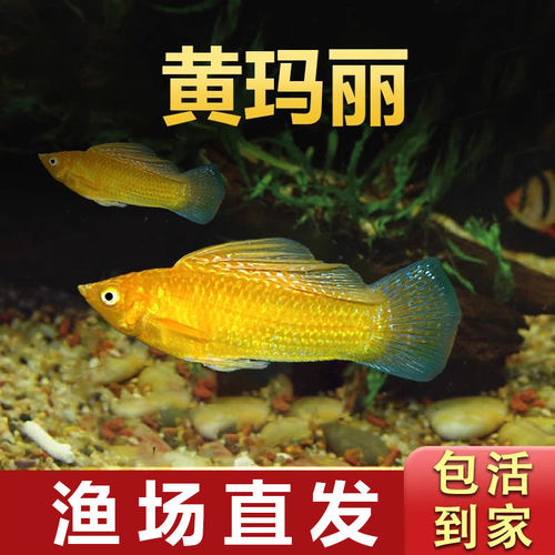 黄玛丽鱼胎生鱼热带小型鱼活体孔雀鱼鱼苗观赏鱼米奇月光鱼斑马鱼