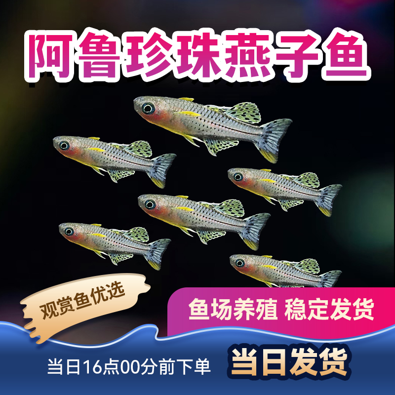 热带鱼包活观赏鱼霓虹燕子橘红燕子群游燕子鱼小型鱼阿鲁珍珠燕子