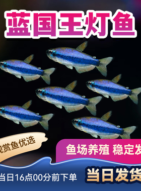 热带鱼小型鱼群游草缸观赏鱼黑帝王灯蓝帝王灯黄金灯蓝国灯鱼活体