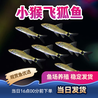 观赏鱼热带鱼黑线飞狐小型鱼群游进口鱼小晶灵鱼小猴飞狐鱼活体