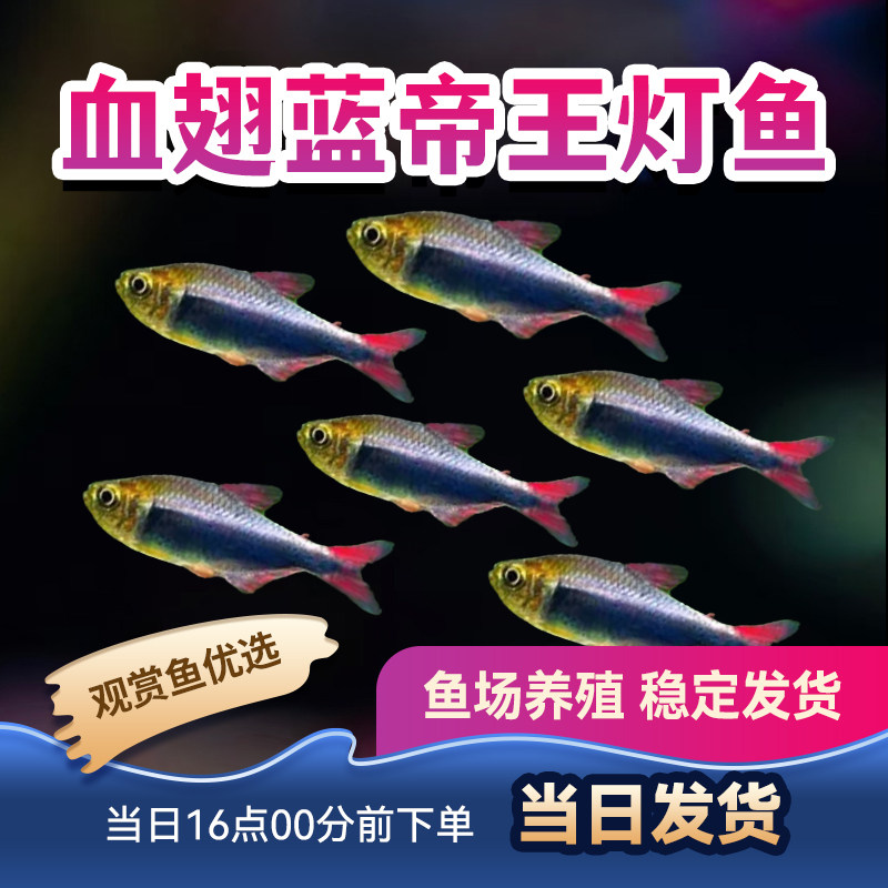 观赏鱼帝王灯蓝凯瑞黑帝王灯小型鱼灯科热带鱼血池蓝帝王灯鱼活体