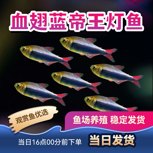 观赏鱼帝王灯蓝凯瑞黑帝王灯小型鱼灯科热带鱼血池蓝帝王灯鱼活体