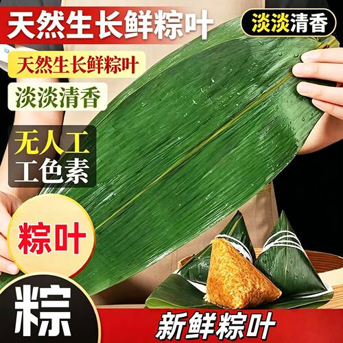 新鲜现摘精选大号粽叶天然野生宽