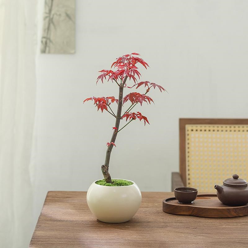 红枫树盆景中式摆件客厅书房桌面盆栽绿植物净化空气四季养花卉