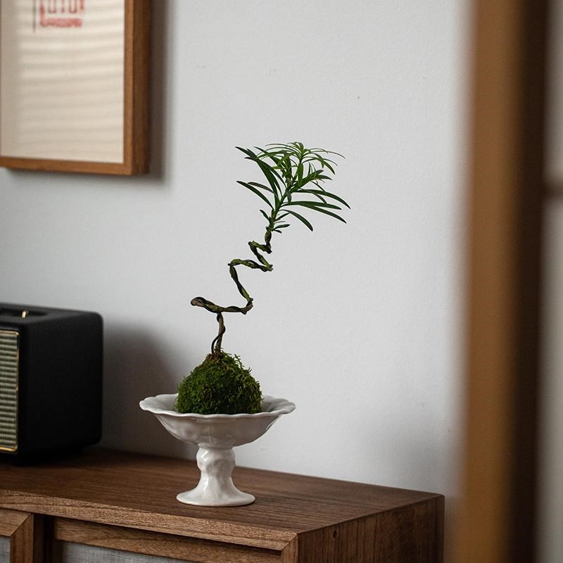 静艺花舍 苔藓球植物办公室桌面茶室卧室卫生间懒人小型盆栽