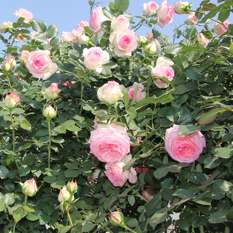 粉色龙沙宝石月季花苗藤本爬藤蔷薇花苗庭院植物粉龙月季苗