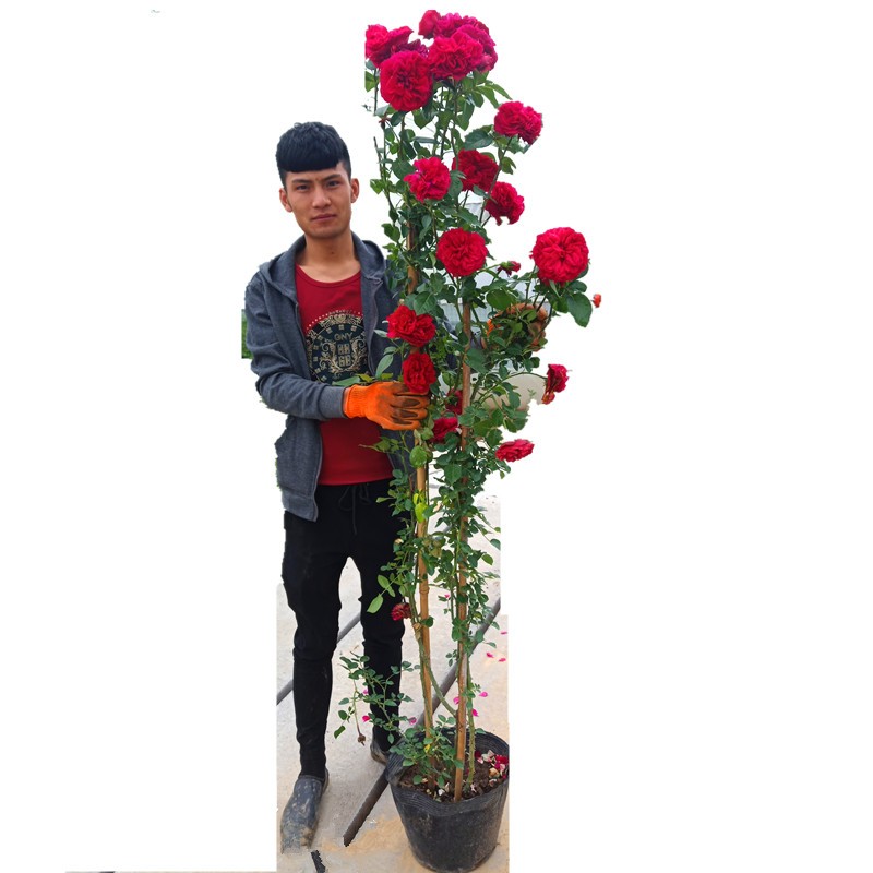 龙沙宝石爬藤月季蔷薇花苗特大浓香四季开花别墅庭院玫瑰藤本植物