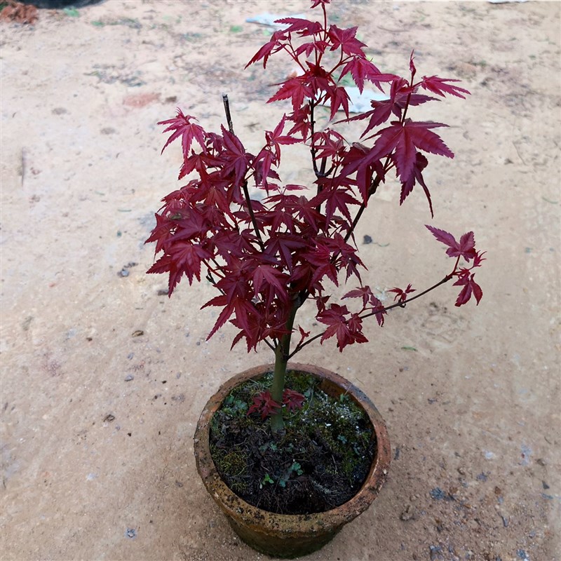 红枫盆景红枫树苗盆景红枫小苗红枫盆栽红枫苗红舞姬