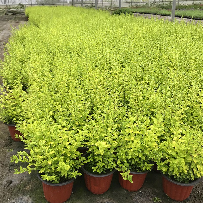 金叶女贞球造型盆栽亮金女贞庭院花镜植物耐热耐晒多年生木本绿植